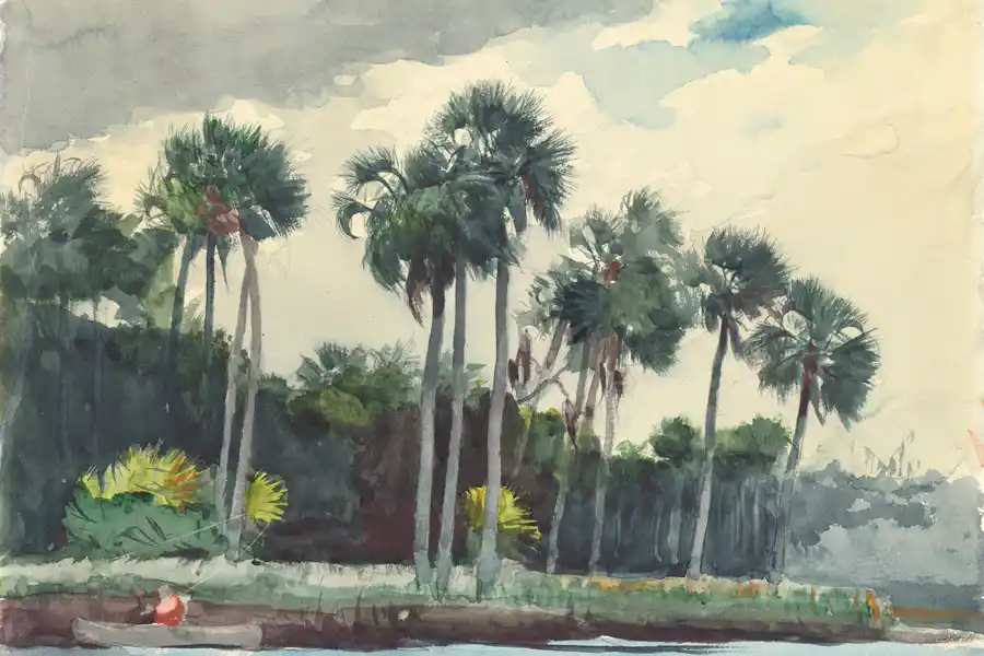 Aquarelle de Winslow Homer représentant un vautour d'Amérique.