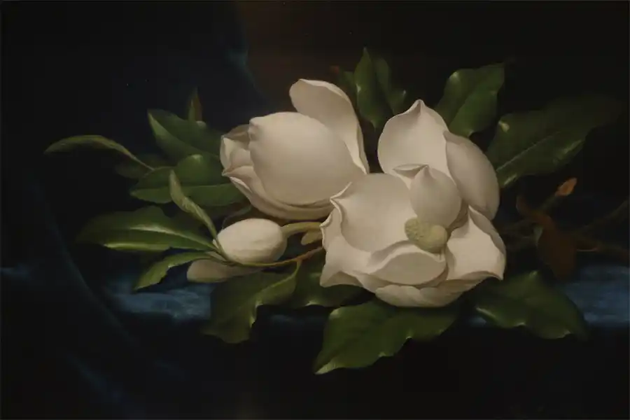 Stilleven van reusachtige magnolia's op een blauwe fluwelen doek.
